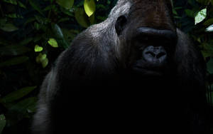 Preview Wallpaper Gorilla, Hair, Shadow, Jungle Wallpaper