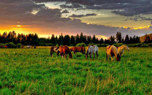 Preview Wallpaper Horses, Golf, Food, Sunset Wallpaper