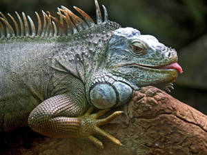 Preview Wallpaper Iguana, Lizard, Jungle, Reptile Wallpaper