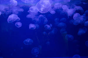 Preview Wallpaper Jellyfish, Underwater, Jelly Wallpaper