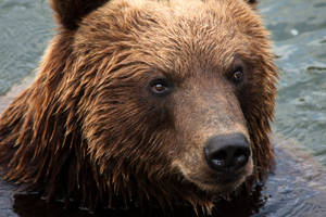 Preview Wallpaper Kamchatka Brown Bear, Bear, Muzzle Wallpaper