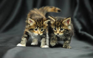 Preview Wallpaper Kittens, Couple, Baby, Photo Shoot Wallpaper