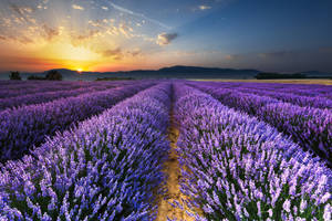 Preview Wallpaper Lavender, Field, Flowers, Horizon Wallpaper