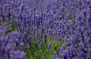 Preview Wallpaper Lavender, Field, Sharpness Wallpaper
