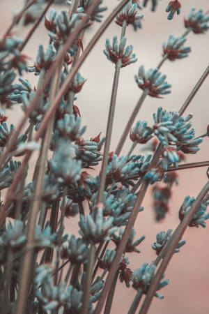 Preview Wallpaper Lavender, Flowers, Branches, Blur Wallpaper