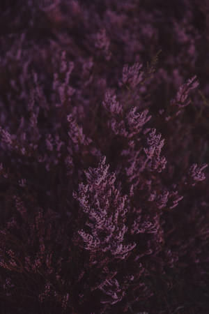 Preview Wallpaper Lavender, Flowers, Purple, Bloom, Closeup Wallpaper