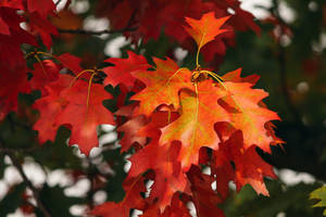 Preview Wallpaper Leaves, Autumn, Red, October Wallpaper