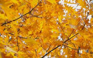 Preview Wallpaper Leaves, Yellow, October, Autumn Wallpaper
