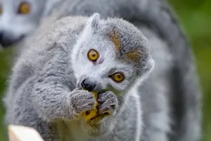 Preview Wallpaper Lemur, Food, Eat, Cute, Animal Wallpaper