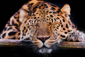 Preview Wallpaper Leopard, Muzzle, Sleep, Predator Wallpaper