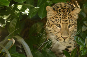 Preview Wallpaper Leopard, Predator, Face, Cat Wallpaper