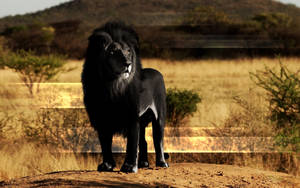 Preview Wallpaper Lion, Black Lion, Mane, Rock Wallpaper