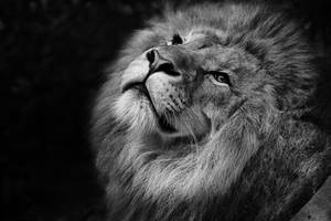 Preview Wallpaper Lion, Bw, Muzzle, King Of Beasts, Mane Wallpaper