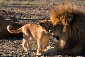 Preview Wallpaper Lion, Cub, Care, Predators Wallpaper