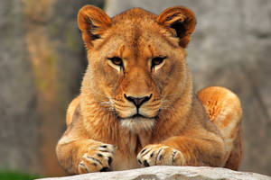 Preview Wallpaper Lion, Lioness, Sit, Predator Wallpaper