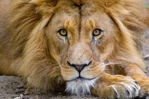 Preview Wallpaper Lion, Muzzle, Glance, King Of Beasts, Predator, Wildlife Wallpaper