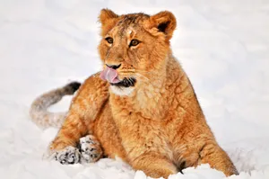 Preview Wallpaper Lion, Snow, Lying Wallpaper