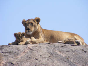 Preview Wallpaper Lions, Africa, Safari, Cub Wallpaper