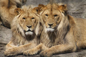 Preview Wallpaper Lions, Couple, Predators Wallpaper