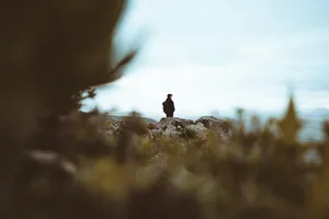 Preview Wallpaper Man, Alone, Sad, Nature Wallpaper