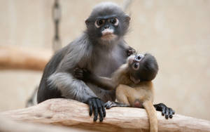 Preview Wallpaper Monkey, Baby, Couple, Caring Wallpaper