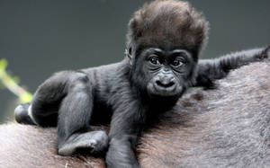Preview Wallpaper Monkey, Baby, Gorilla, Hair Wallpaper