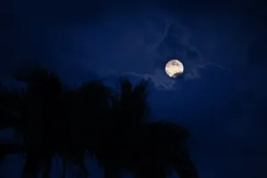 Preview Wallpaper Moon, Night, Palm Wallpaper