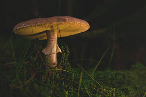 Preview Wallpaper Mushroom, Amanita, Fungus, Grass Wallpaper