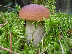 Preview Wallpaper Mushroom, Grass, Food Wallpaper