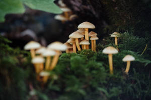 Preview Wallpaper Mushrooms, Moss, Macro Wallpaper