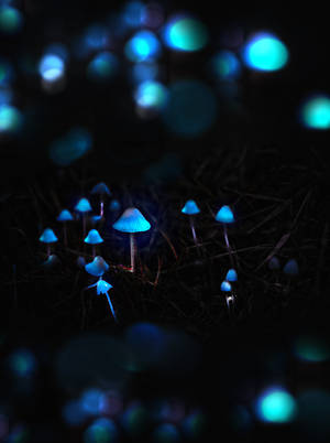 Preview Wallpaper Mushrooms, Toadstools, Glow, Photoshop Wallpaper