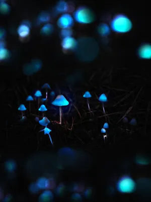 Preview Wallpaper Mushrooms, Toadstools, Glow, Photoshop Wallpaper
