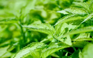 Preview Wallpaper Nettle, Leaves, Weed, Greens Wallpaper