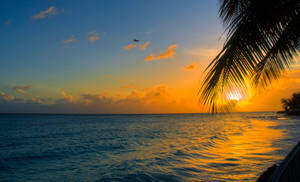 Preview Wallpaper Ocean, Sunset, Palm, Beach, Barbados Wallpaper