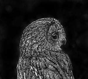 Preview Wallpaper Owl, Bird, Bw Wallpaper