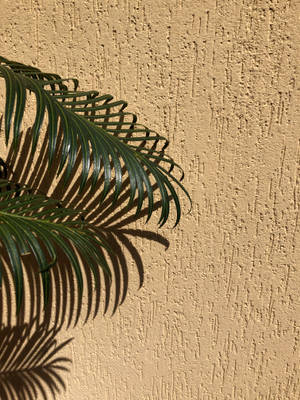 Preview Wallpaper Palm, Branches, Leaves, Wall, Beige Wallpaper