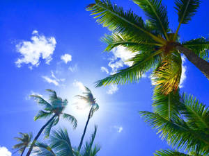 Preview Wallpaper Palms, Tropics, Hawaii, Aloha, Sky Wallpaper