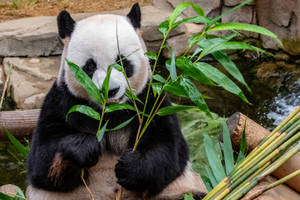 Preview Wallpaper Panda, Bamboo, Food, Bear Wallpaper