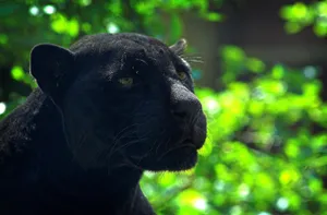 Preview Wallpaper Panther, Predator, Face, Glare, Black Wallpaper