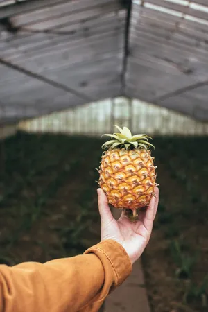 Preview Wallpaper Pineapple, Fruit, Hand, Focus Wallpaper