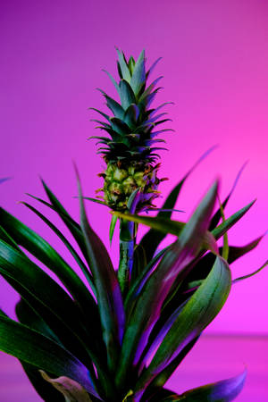 Preview Wallpaper Pineapple, Fruit, Plant, Background Wallpaper