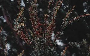 Preview Wallpaper Plant, Bush, Branches Wallpaper