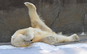 Preview Wallpaper Polar Bear, Playful, Down, Beautiful Wallpaper