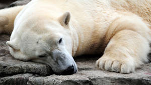 Preview Wallpaper Polar Bear, Resting, Thick Wallpaper