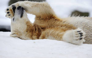 Preview Wallpaper Polar Bear, Snow, Lying, Rest Wallpaper