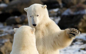 Preview Wallpaper Polar Bears, Communication, Animals Wallpaper