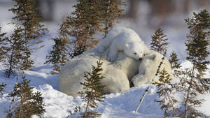 Preview Wallpaper Polar Bears, Family, Branches, Snow Wallpaper
