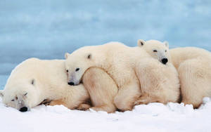 Preview Wallpaper Polar Bears, Family, Cub, Sleep Wallpaper