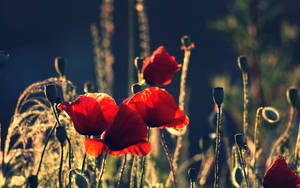 Preview Wallpaper Poppies, Boxes, Night, Summer Wallpaper