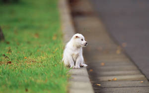 Preview Wallpaper Puppy, Baby, Sitting, Road Wallpaper